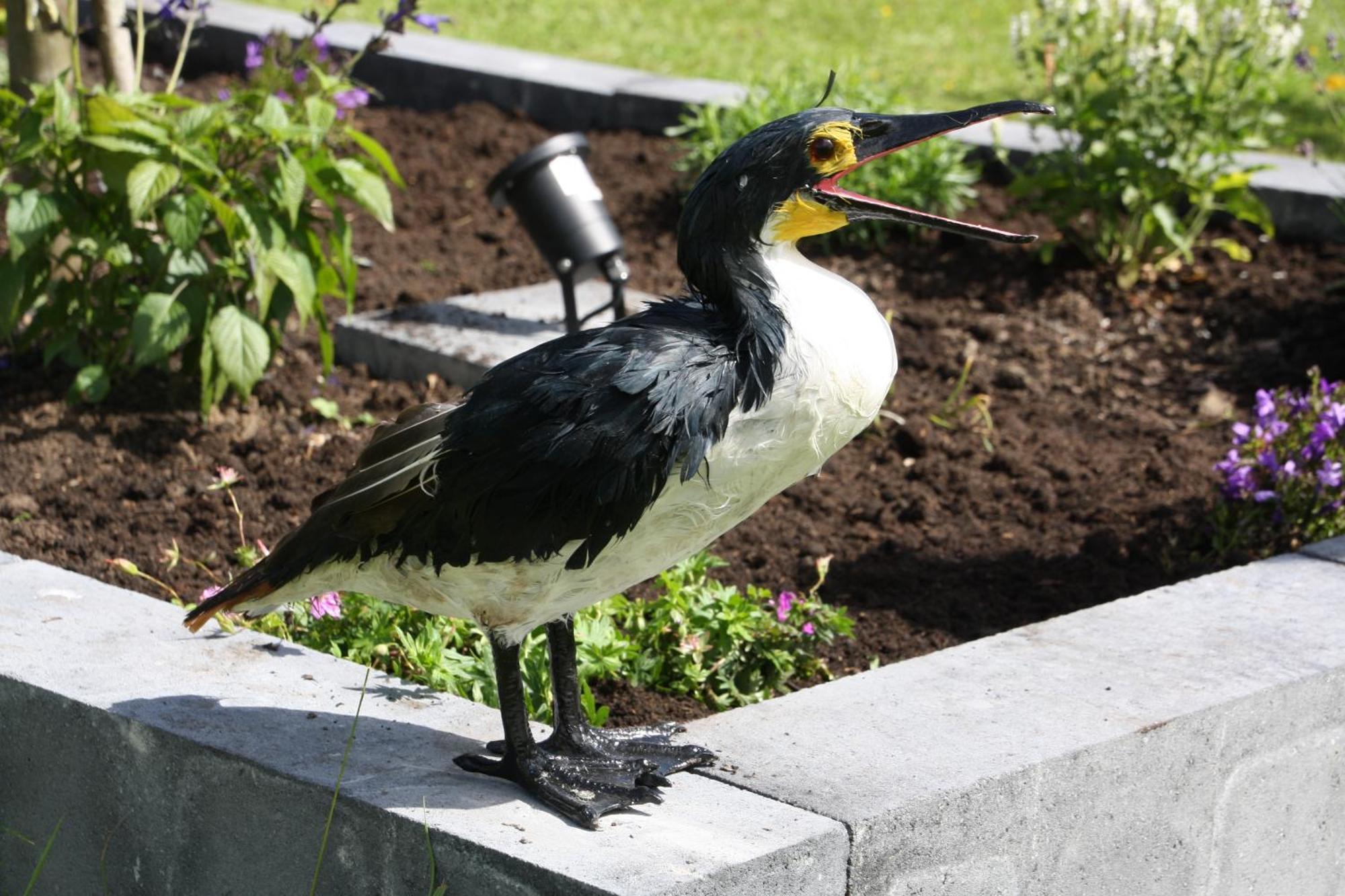 Haus Kormoran Am Lauwersmeer 175 Anjum Εξωτερικό φωτογραφία